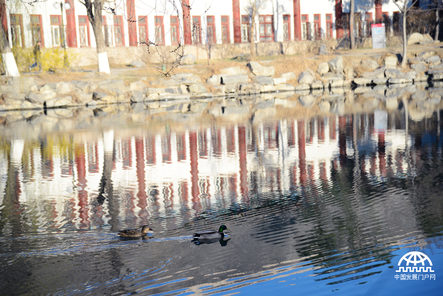 北京大學燕園春景圖[組圖]