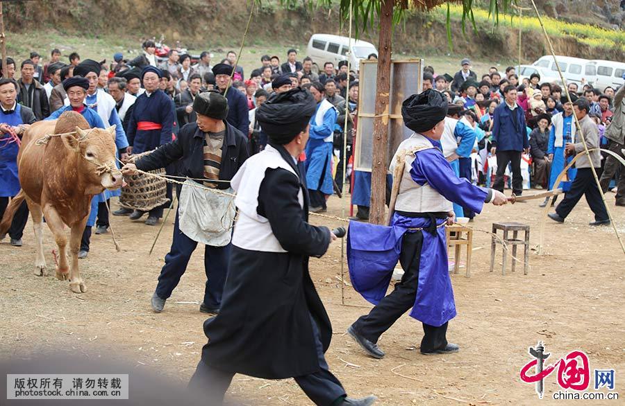 祭司们在进行祭祀活动中的“交牛”仪式。祭祀仪式结束后，便准备杀牛。中国网图片库 卢维/摄