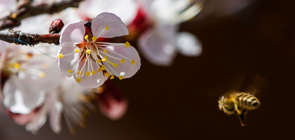 地理中國：人間四月天 九寨桃花始盛開