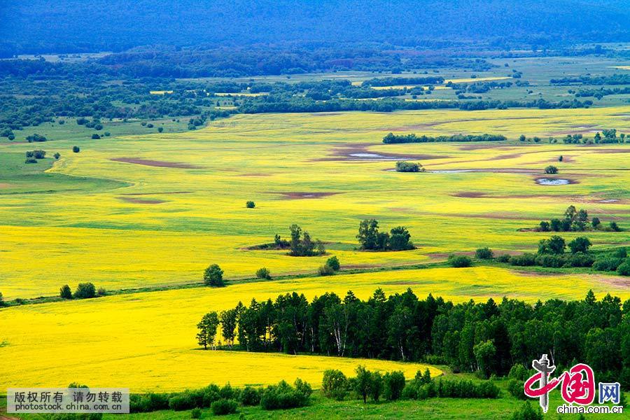 盛夏7月，内蒙古大兴安岭林区油菜花绽放，如彩带般镶嵌在翠绿之间。中国网图片库 李险峰/摄