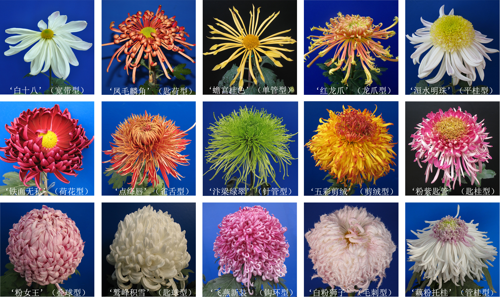 菊花头状花序形态多样性