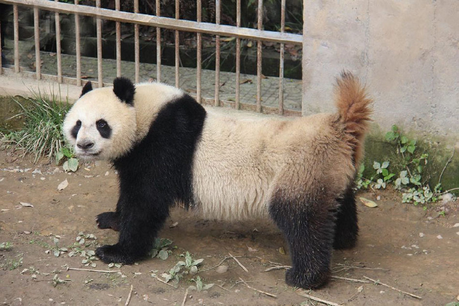 大熊猫自然交配全过程