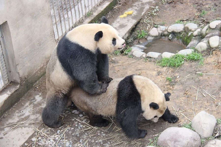 大熊貓自然交配全過程