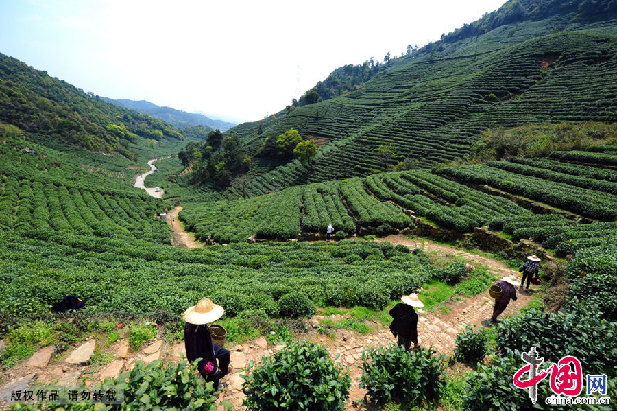 龙坞，位于杭州市西湖区转塘镇，距杭州市中心15公里。适宜的气候条件和地理环境让这里自古就盛产茶叶，如今，龙坞有着近五成西湖龙井茶保护基地。