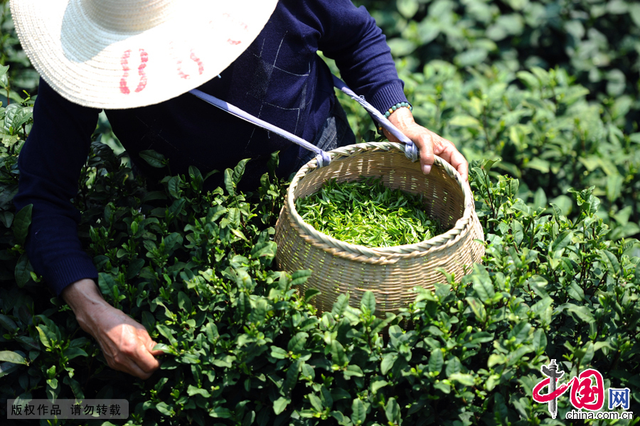  龍門坎村有茶園1600多畝，品種以龍井43和群體種為主。今年的清明節前，天氣晴好，茶園裏一片翠綠，新芽已經冒出，茶農們紛紛上山開採，抓住著轉瞬即逝的採茶良機。