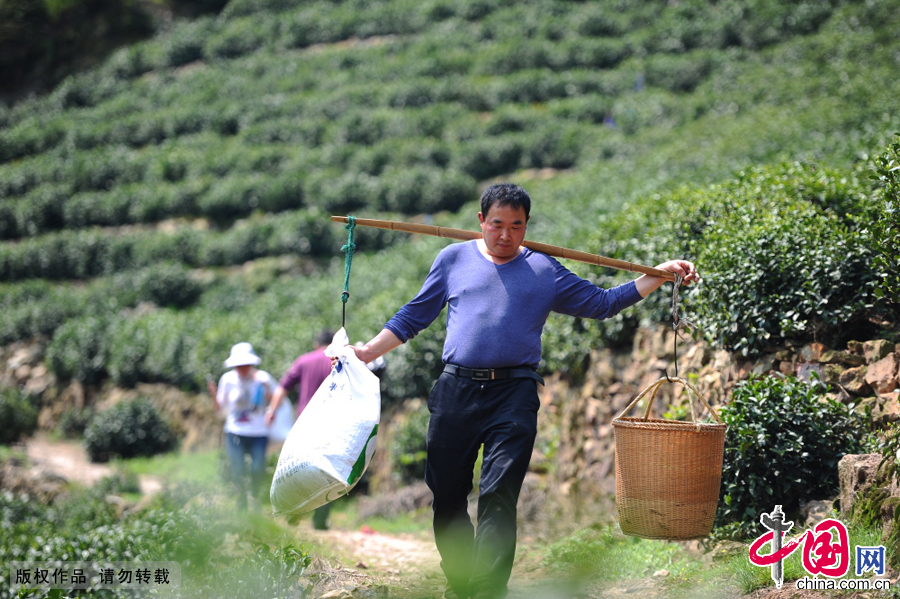 幹完一波，茶農會用扁擔把採茶工手邊的新茶全部收攏，挑下山，進行晾曬。