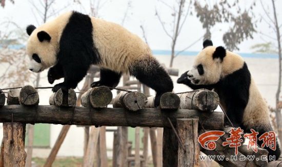 陕西省5只圈养大熊猫4个月内相继患病死亡[组图]