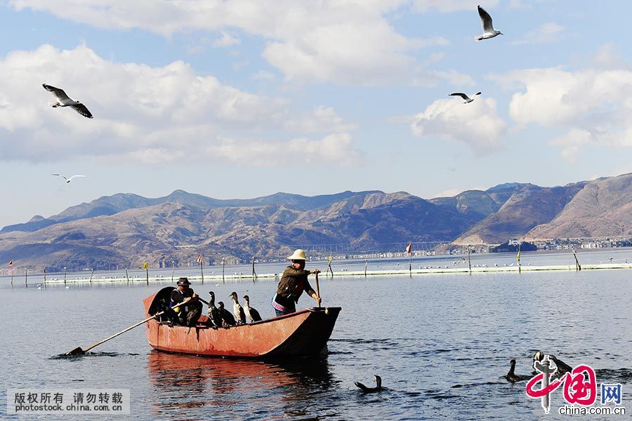 千百年来渔民和鱼鹰在洱海相依为命，构成了一幅人与自然和谐共处的自然画卷。 中国网图片库 贾云龙/摄