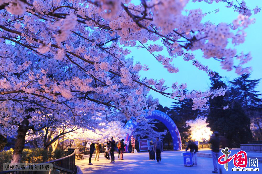  夜幕降临，盛开的樱花变幻了色彩，吸引了部分游客驻足观看。图为中山公园拍摄到的夜景樱花。中国网图片库 王海滨摄
