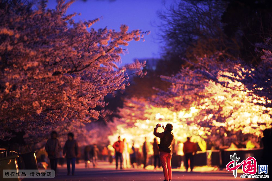 游客在夜幕下拍摄夜景樱花。中国网图片库 王海滨摄