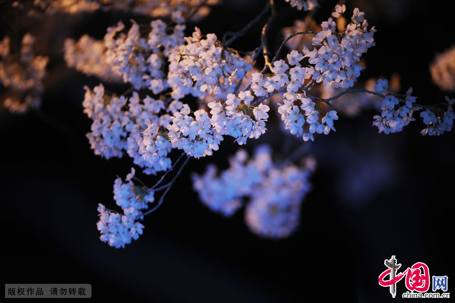 中山公园的樱花在夜幕下呈现出瑰丽的色彩。中国网图片库 王海滨摄