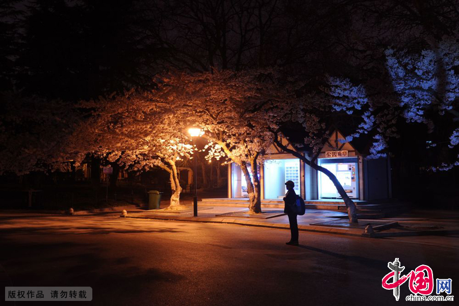 游客在夜幕下赏樱花。中国网图片库 王海滨摄