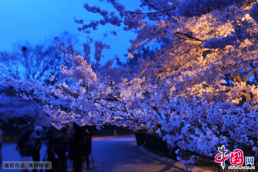 摄影爱好者在夜幕下拍摄夜景樱花。中国网图片库 王海滨摄