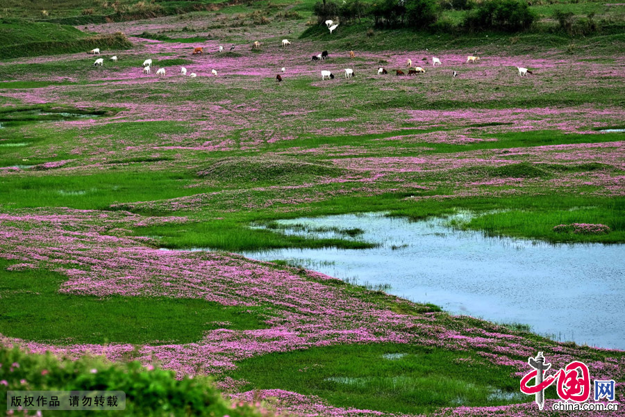 四月：湖南常德沅江丹洲河滩上，牛羊成群走在“春天里”。中国网图片库 陈自德