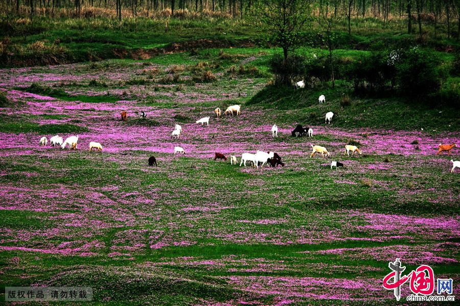 四月：湖南常德沅江丹洲河滩上，牛羊成群走在“春天里”。中国网图片库 陈自德