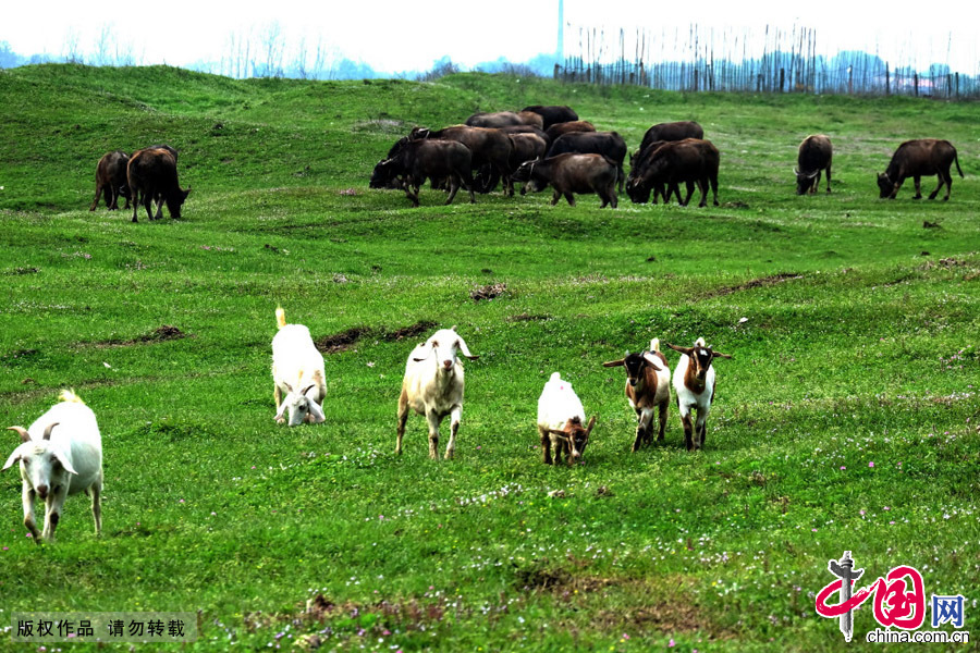 四月：湖南常德沅江丹洲河滩上，牛羊成群走在“春天里”。中国网图片库 陈自德