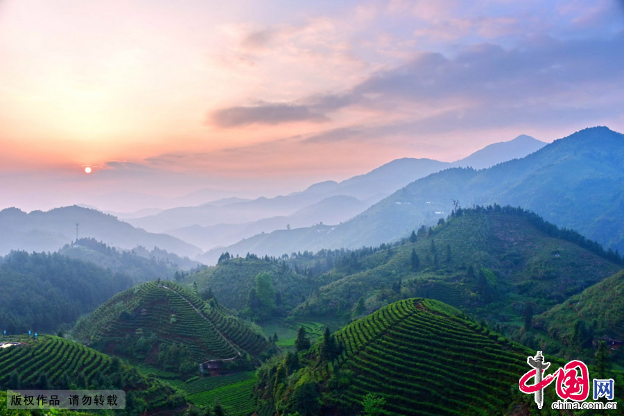 四月：江西省遂川县汤湖镇白土村，茶乡日出。中国网图片库 肖远泮