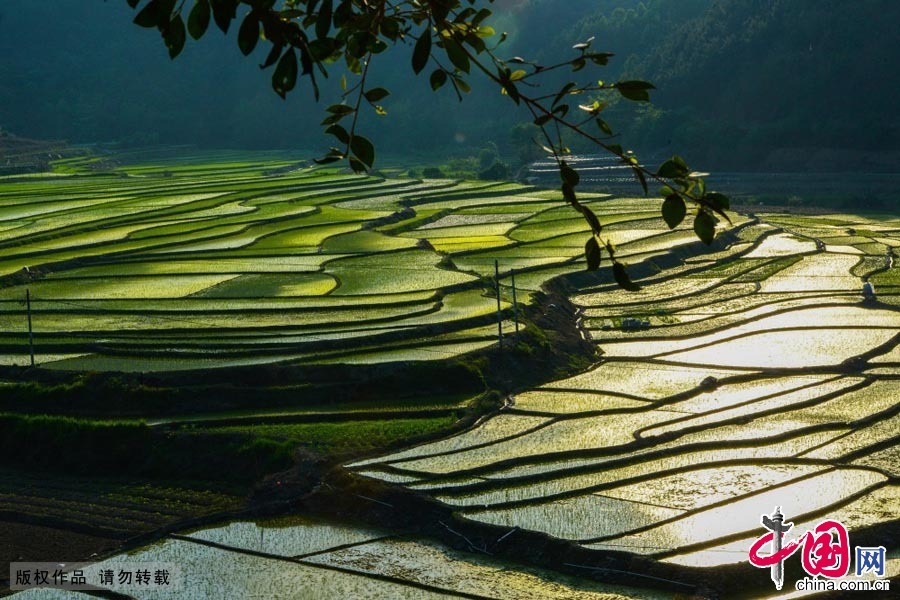 四月：广西百色市陆续邻站乡，春耕图景。中国网图片库 韦万忠