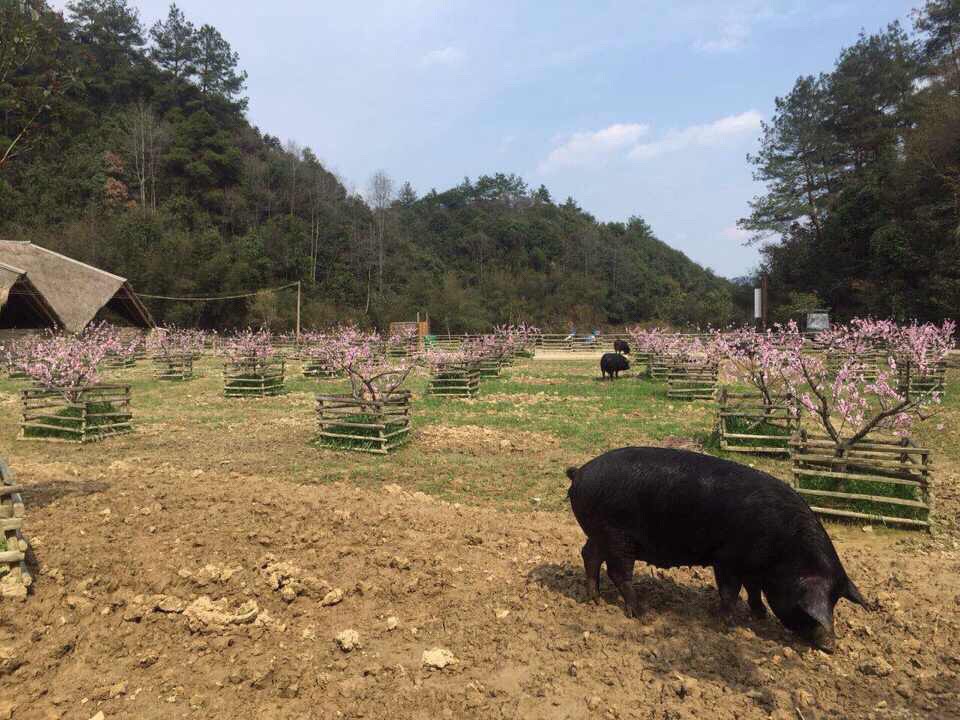 中国最美猪圈爆红网络 胜似"世外桃源"