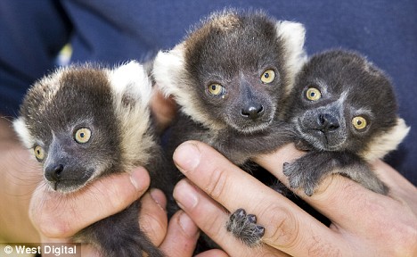 北京野生动物园小狐猴三胞胎出生