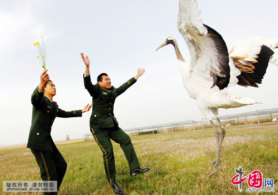 2015年4月23日，江苏盐城边防支队官兵与丹顶鹤“共舞”。中国网图片库 章善玉摄影