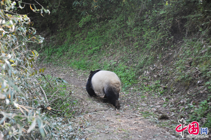  4月29日，從野外救護並恢復健康的大熊貓“臥龍二號”放歸自然儀式在臥龍國家級自然保護區耿達鎮天台山舉行，圖為臥龍二號迅速消失在竹林中。
