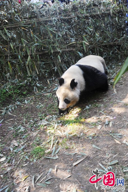  4月29日，從野外救護並恢復健康的大熊貓“臥龍二號”放歸自然儀式在臥龍國家級自然保護區耿達鎮天台山舉行，圖為“臥龍二號”放歸自然。