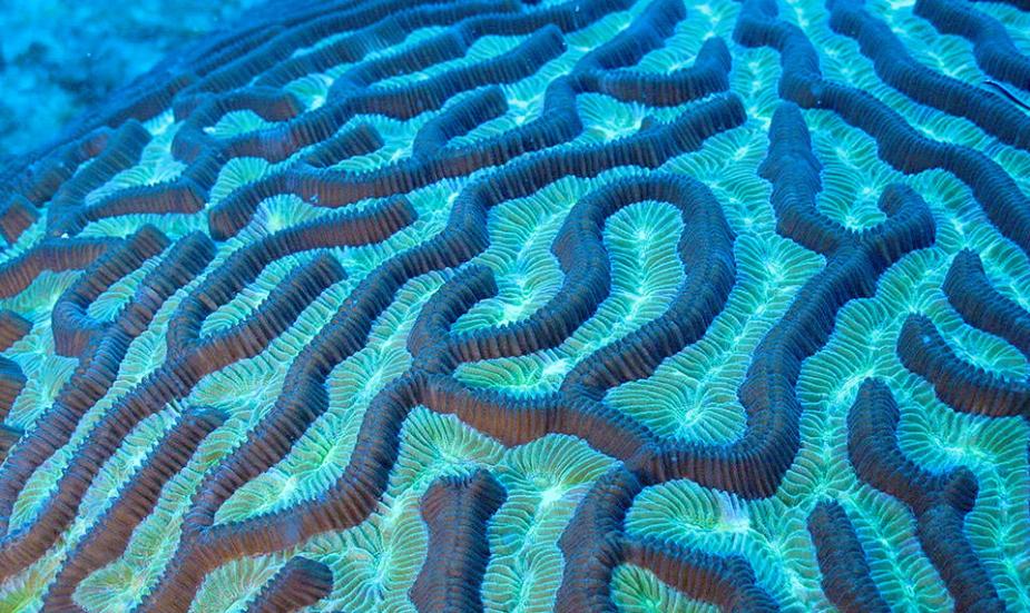 探索加勒比海海床：珊瑚成群 海鱼遨游[组图]