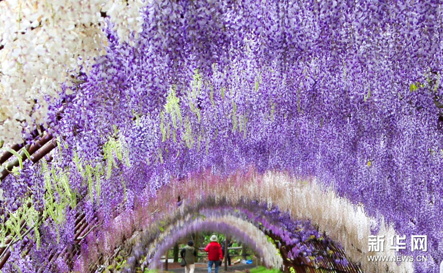 如梦似幻实拍日本绝美紫藤隧道组图
