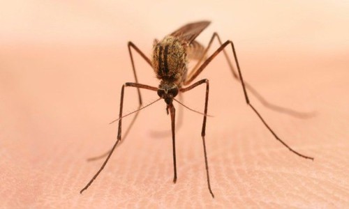 蚊子喜欢咬的8种人