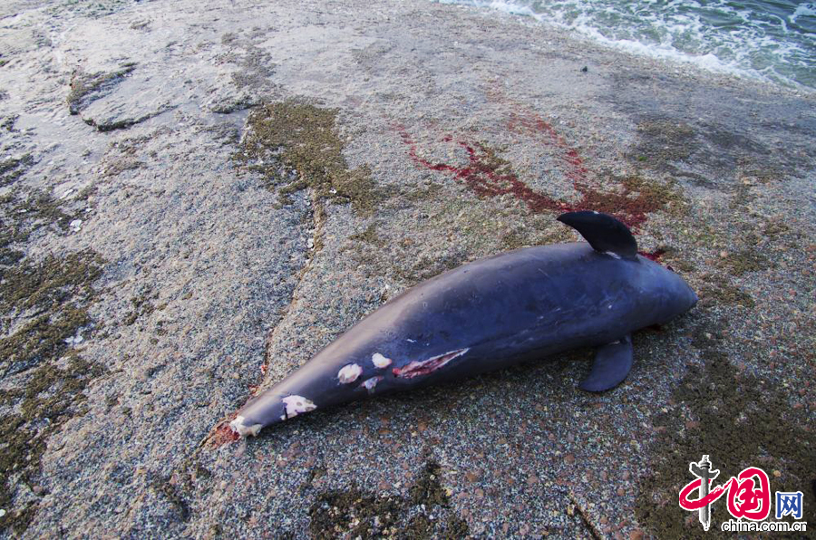 2015年5月9日清晨，日照灯塔风景区，市民在海边晨练时发现一条江豚。 中国网图片库 张磊摄影