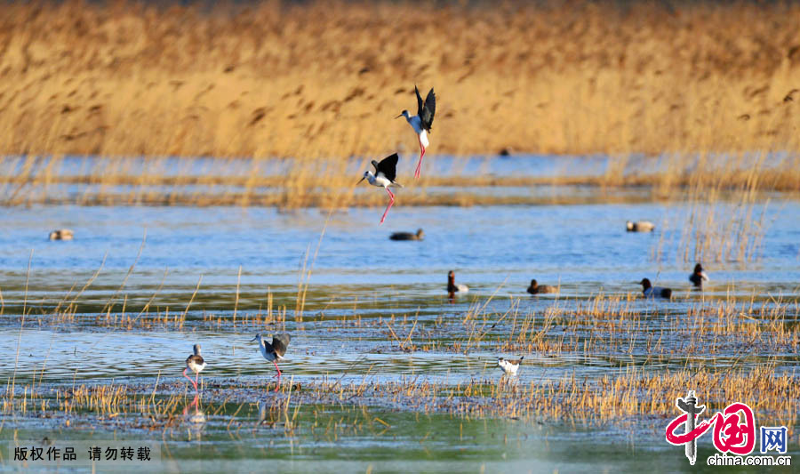  鹬鸟，鸟纲、鸻形目鹬科鸟类的通称。在我国有14属38种，栖息于海岸、沼泽、河川等地，分布于新疆、青海、内蒙古、东北、华北、长江以南和台湾。