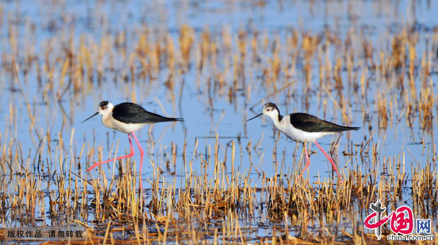 行走在湿地的长腿鹬鸟。中国网图片库 乔晓春摄