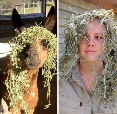 澳大利亚管理员模仿动物搞笑照片蹿红网络