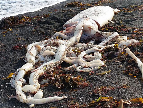 巨型鱿鱼现身新西兰海滩