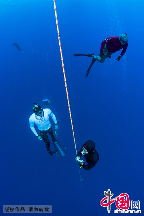  當日時間5月11日，第六屆自由潛水比賽（Deja Blue 6）在加勒比海的大開曼島開賽。圖為中國選手陸文婕在比賽中。Courtney Platt攝