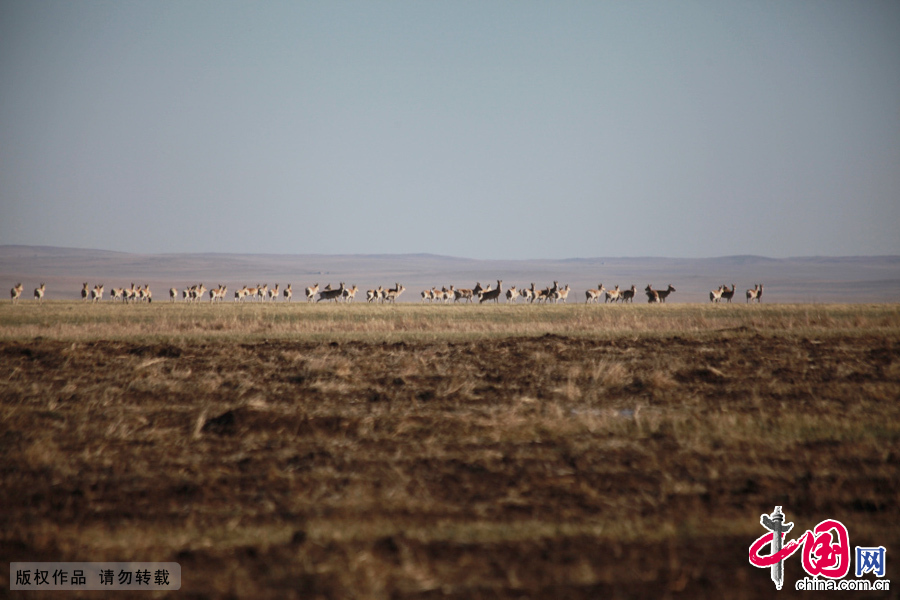  5月18日，内蒙古公安边防总队锡林郭勒盟边防支队官兵在辖区巡逻过程中，发现成群的野生黄羊，并用相机拍下了成群黄羊在草原上奔跑的景象。这在近几年出现的野生黄羊群的规模上尚属罕见。