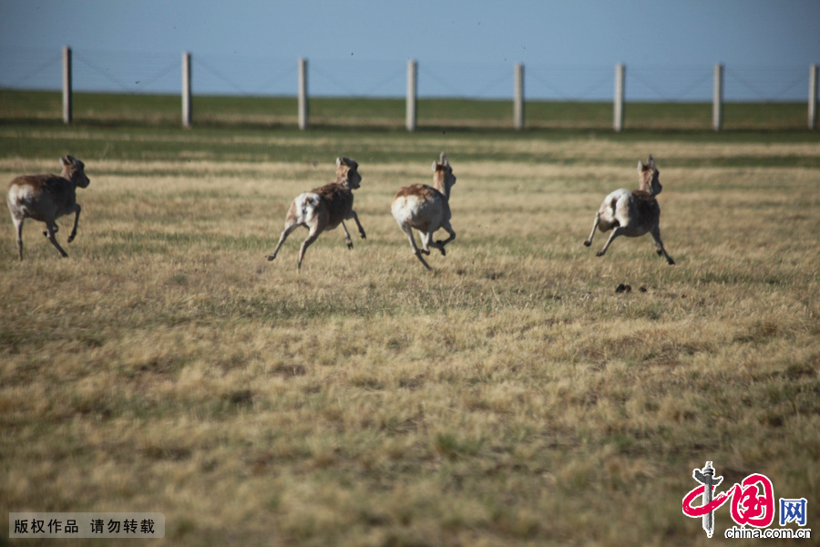  5月18日，内蒙古公安边防总队锡林郭勒盟边防支队官兵在辖区巡逻过程中，发现成群的野生黄羊，并用相机拍下了成群黄羊在草原上奔跑的景象。这在近几年出现的野生黄羊群的规模上尚属罕见。