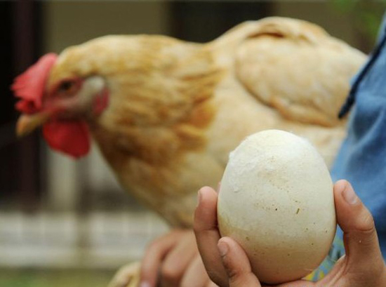 邯郸母鸡产下165.2克巨蛋超吉尼斯纪录