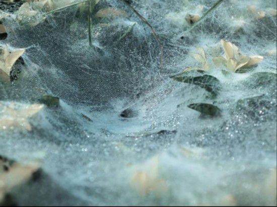澳大利亚惊现漫天蜘蛛雨百万蜘蛛从天而降