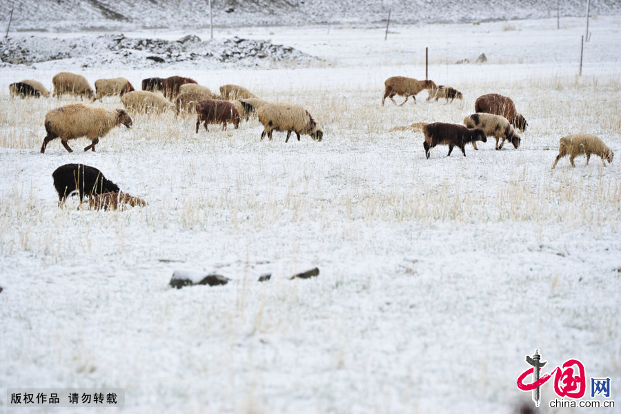 5月31日，新疆哈密羊群在雪中觅食。中国网图片库 普拉提·尼亚孜摄