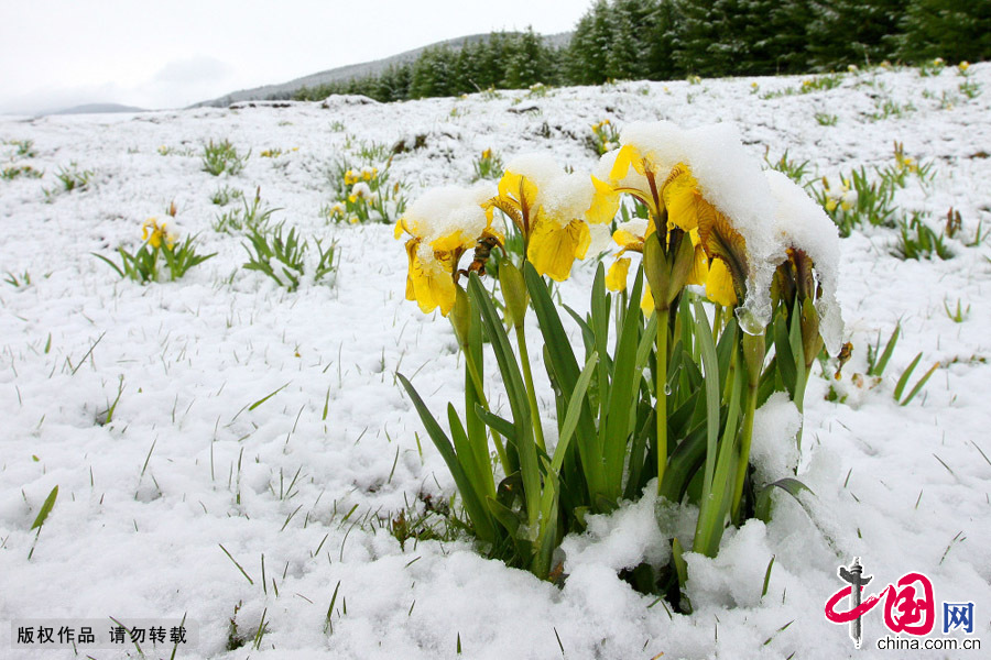 5月31日，新疆哈密天山草原被大雪覆蓋的馬蘭花。中國網圖片庫 普拉提·尼亞孜攝