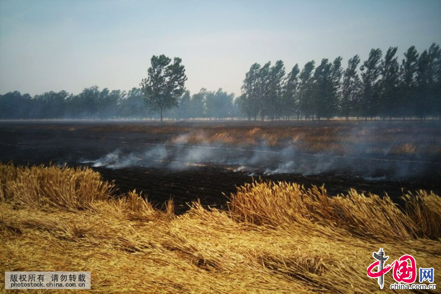 2015年6月9日上午10时许，山东巨野县龙堌镇、太平镇两大乡镇的黄小麦被烧成灰烬。（手机拍摄）中国网图片库
