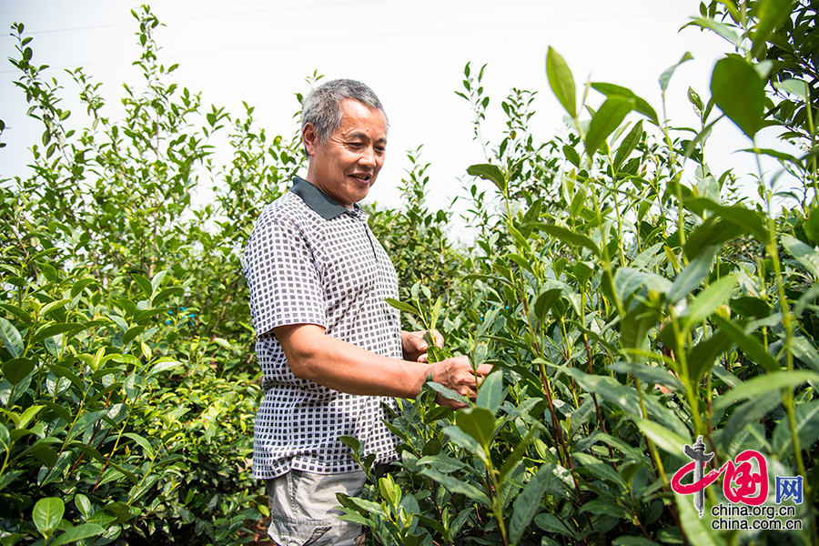 2015年6月11日四川省乐山市沐川县，62岁的茶农李为宣在采摘夏茶。中国网记者 张若梦 摄