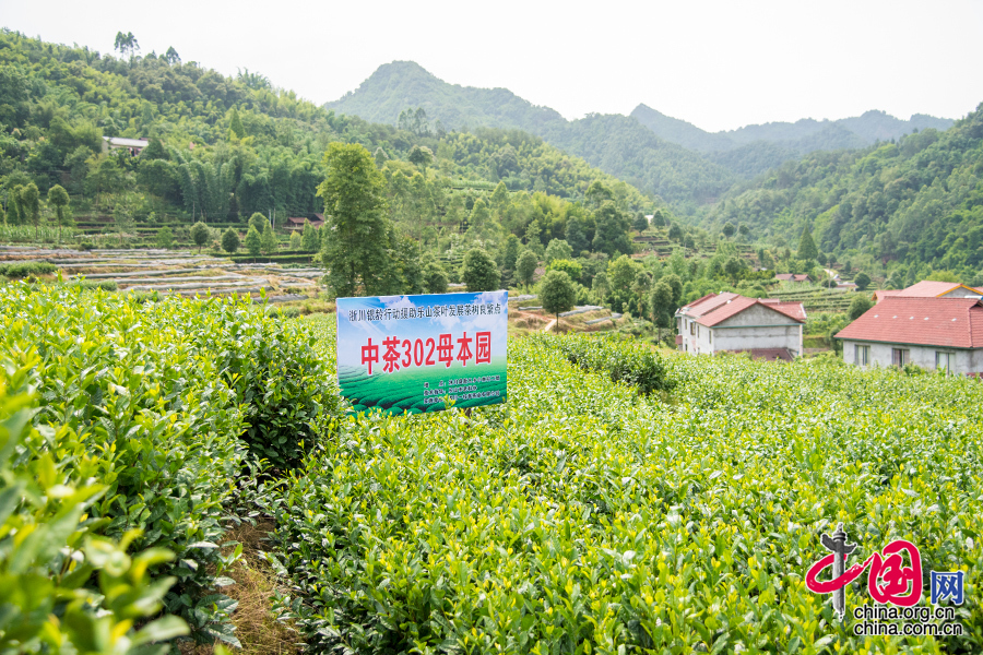 2015年6月11日四川省乐山市沐川县，“银龄行动”中茶302母本园。 中国网记者 张若梦 摄