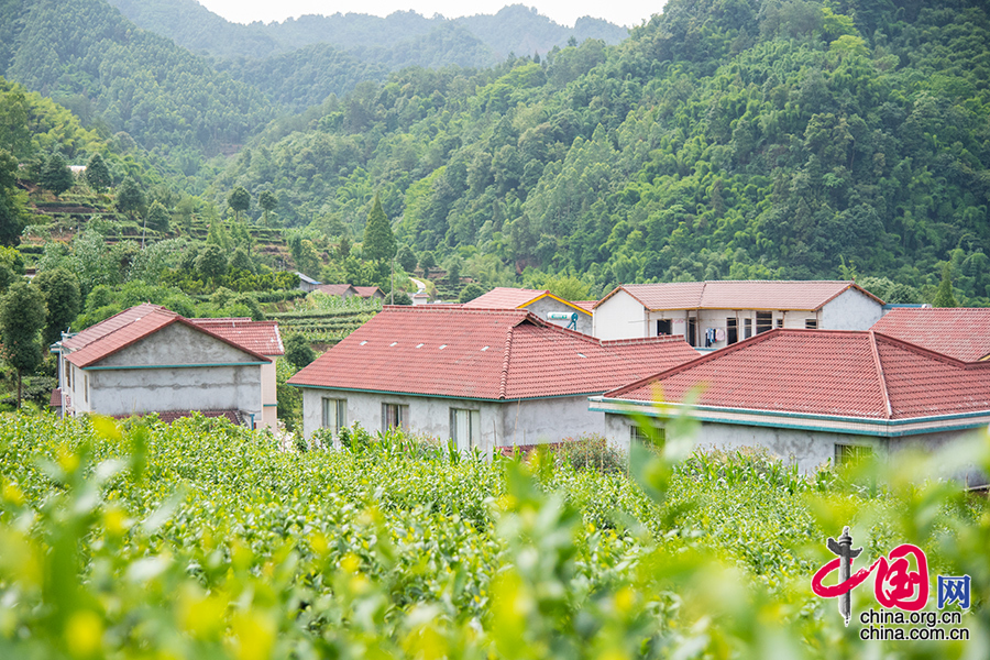 2015年6月11日四川省乐山市沐川县，“银龄行动”的茶园。 中国网记者 张若梦 摄 2