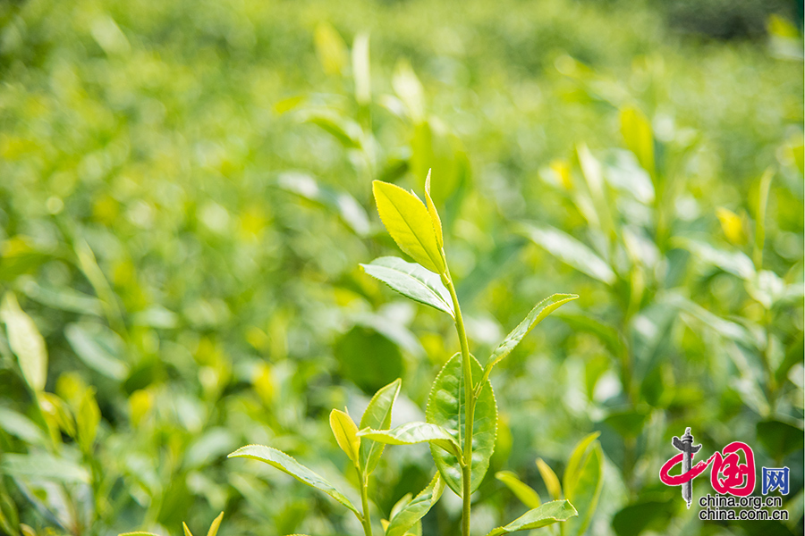 2015年6月11日四川省乐山市沐川县，“银龄行动”的茶园中种植的茶叶。 中国网记者 张若梦 摄