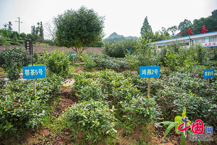 2015年6月11日四川省乐山市沐川县，“银龄行动”的茶树种质园。优秀的茶树品种在此培育。 中国网记者 张若梦 摄