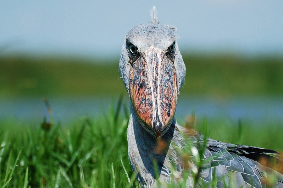 美國奧杜邦鳥類協會2015攝影大賽獲獎作品