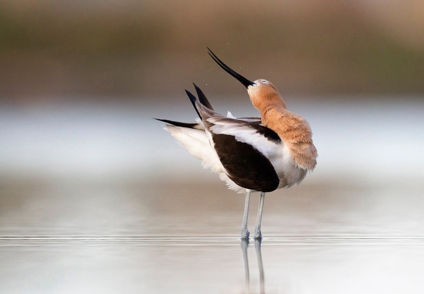 美国奥杜邦鸟类协会2015摄影大赛获奖作品